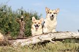 CORGI PEMBROKE 161